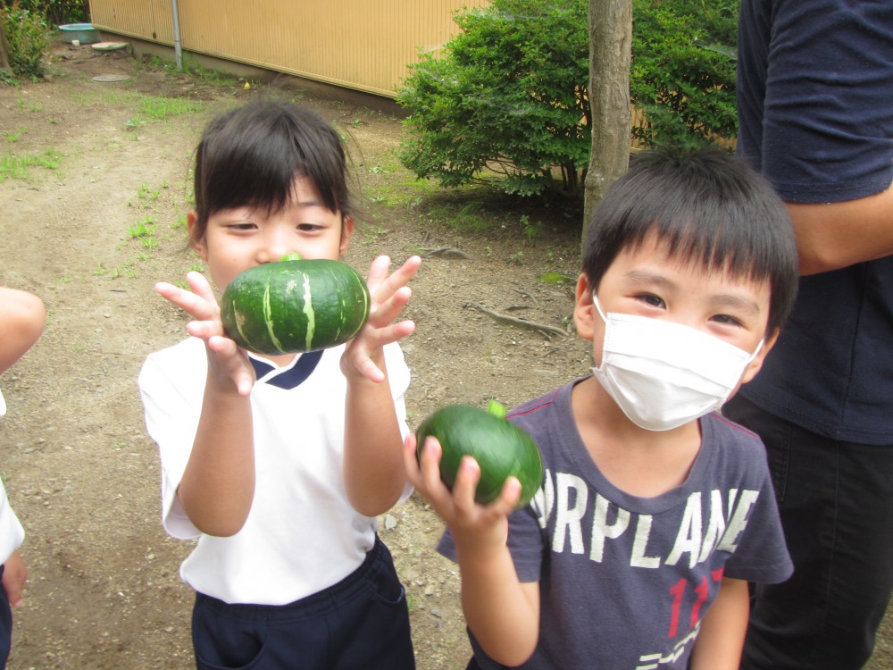 自分たちで育てた野菜 とってもおいしかったよ | 掛川こども園